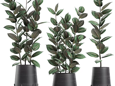Multiple Elegant Potted Bonsai Plants With Lush Green Leaves In Black Pots 3d model