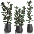 Multiple Elegant Potted Bonsai Plants With Lush Green Leaves In Black Pots