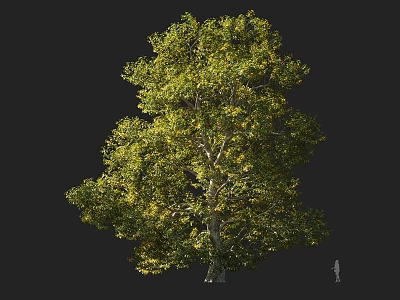 Large Arbor with Lush Green Foliage Thick Trunk and Human Silhouette 3d model