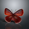 Red Butterfly With Shiny Wings On Gray Background And Reflection 3d model