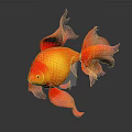 Vibrant Orange Red Goldfish With Flowy Tail Fins Swimming On Shiny Black Surface 3d model