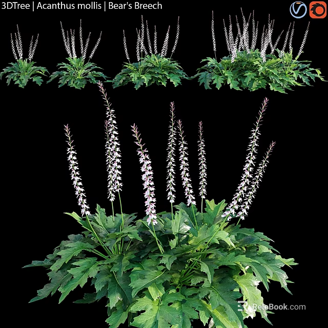 Decorative Garden Plant With Lush Green Foliage And White Flower Stems 3d model 