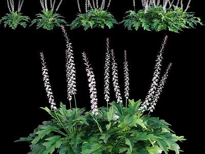 Decorative Garden Plant With Lush Green Foliage And White Flower Stems 3d model