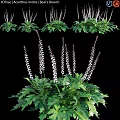 Decorative Garden Plant With Lush Green Foliage And White Flower Stems