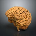 Highly Detailed 3D Rendered Human Brain Model With Anatomical Surface Structures