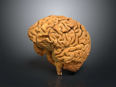 Highly Detailed 3D Rendered Human Brain Model With Anatomical Surface Structures 3d model
