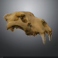 Detailed Wild Animal Skull Skeletal Structure With Sharp Canine Teeth