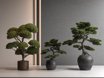 Three Bonsai Plants in Ceramic Pots with Different Sizes for Modern Indoor 3d model
