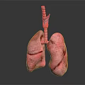 3D Rendered Human Lung Model With Trachea And Bronchi On Dark Background