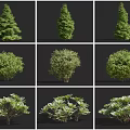 Different Arbor Tree Varieties Displaying Various Shapes and Lush Green Foliage in Landscaping