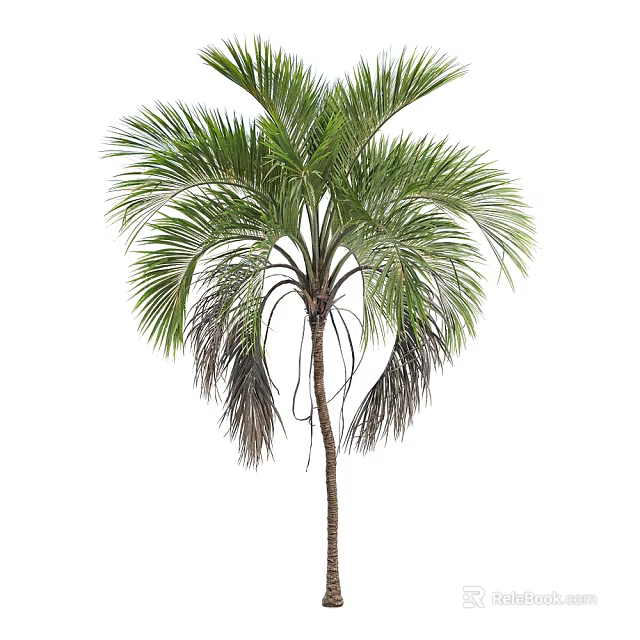 Tall Natural Green Palm Tree With Lush Fronds And Brown Trunk 3d model 