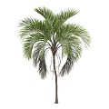 Tall Natural Green Palm Tree With Lush Fronds And Brown Trunk