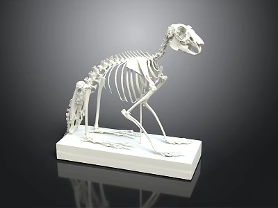 Animal Skeleton Anatomical Model on White Base with Detailed Bone Structure 3d model