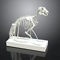 Animal Skeleton Anatomical Model on White Base with Detailed Bone Structure