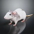 White and Gray Rat with Pink Ears and Paws on Dark Shiny Surface