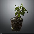Green Leafy Potted Plant with Bulbous Root in Brown Pot with White Dots