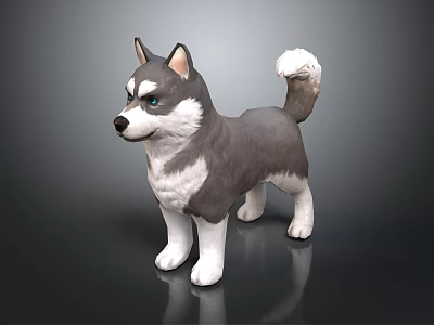 Gray And White Husky With Blue Eyes Standing On Black Background With Curled Tail 3d model