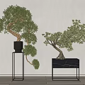Bonsai Plants in Black Metal Stands Against White Wall for Minimalist Decor