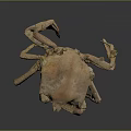 Brown Crab with Large Shell and Multiple Legs on Dark Background Showing Reflection 3d model