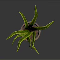 Green Leafy Indoor Plant In Terracotta Pot With Long Curved Leaves
