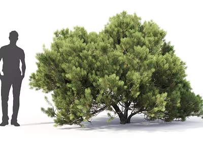 Arbor With Lush Green Foliage And Human Silhouette For Size Reference 3d model