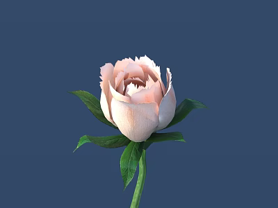 Beautiful Pink Peony Flower With Green Leaves And Stem On Deep Blue Background 3d model