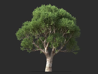Lush Green Shrub With Dense Foliage And Brown Trunk Isolated On Dark Background 3d model