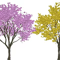 Two Beautiful Side by Side Blooming Trees with Purple and Yellow Flowers