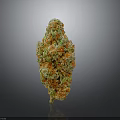Cannabis Plant Flower Bud With Green Orange Yellow Colors Cone Shaped Form On Dark Background With Reflection