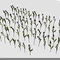 Various Colored Flowers With Green Stems And Leaves On White Background
