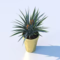 Decorative Bonsai Potted Plant With Green Long Leaves And Orange Flowers In Golden Pot