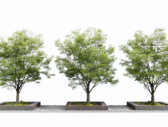 Modern Tree Pool Landscape Tree 3d model