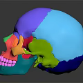Colorful 3D Anatomical Limb Organs Model with Detailed Educational Visualization Features