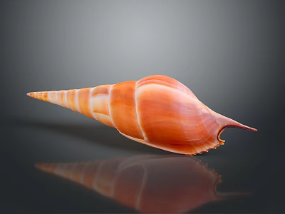 Striking Orange Striped Conch with Long Pointed Tail on Black Background Showing Clear Reflection 3d model