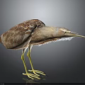 Brown Patterned Bird With Long Yellow Legs And Beak On Dark Background 3d model