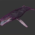 Whale Marine Animal With Open Mouth Detailed Skin Texture And Extended Fins In Dark Scene