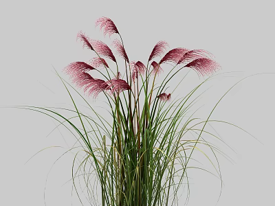 Ornamental Pink Shrub With Feathery Plumes And Long Green Leaves For Garden Landscaping 3d model