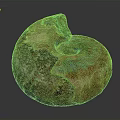 Ancient Ammonite Fossil With Colorful Spiral Shell And Iridescent Surface On White Background
