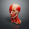 head structure head planer face human head planer face human brain planer face head structure brain structure human head structure 3d model