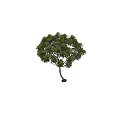 Lush Green Arbor With Multiple Branches Thick Wooden Trunk And Dense Foliage