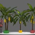 Banana Trees In Colorful Pots With Woman Carrying Brown Bag On White Floor Gray Background