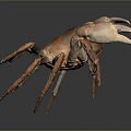 Orange Brown Crab With Claws And Legs On Dark Reflective Background