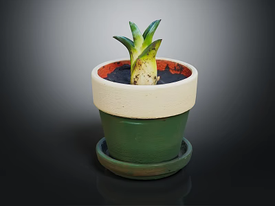 Small Green Plant with Thick Leaves in Green and White Ceramic Pot with Tray 3d model
