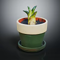 Small Green Plant with Thick Leaves in Green and White Ceramic Pot with Tray