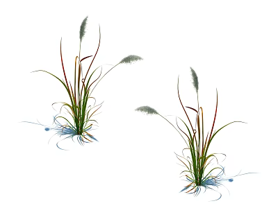 Herbaceous Plants With White Feathery Spikes Slender Leaves Red Green Stems Blue Roots White Background 3d model
