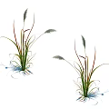 Herbaceous Plants With White Feathery Spikes Slender Leaves Red Green Stems Blue Roots White Background