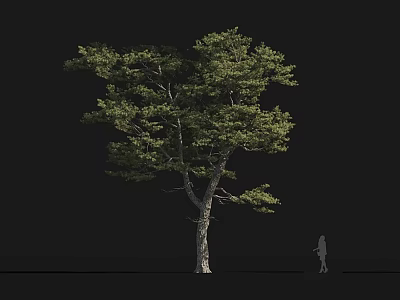 Tall Arbor with Lush Green Foliage Thick Trunk and Human Silhouette 3d model