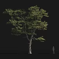 Tall Arbor with Lush Green Foliage Thick Trunk and Human Silhouette