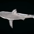shark caribbean reef shark great white shark marine animal 3d model