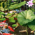Lotus Flowers and Water Plants in Garden Pond with Koi Fish Rocks and Colorful Blooms